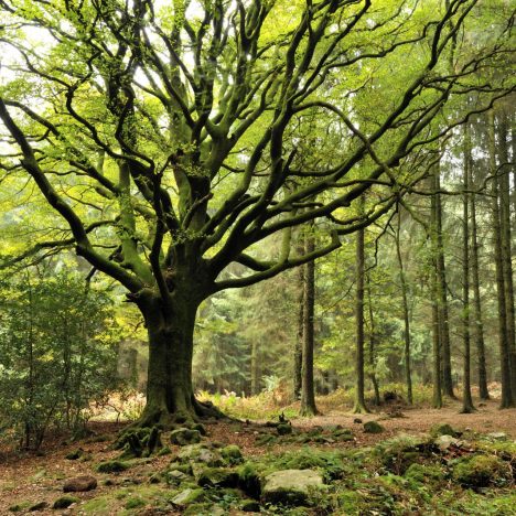 Trois faits intéressants à savoir sur la Normandie